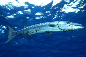 Description Barracuda in Punta Cana