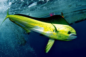 Mahi Mahi Dominican Republic Dorado, Gold Dolphin fishinig Punta Cana