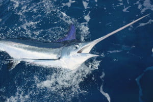 Catch White Marlin in Punta Cana March till August